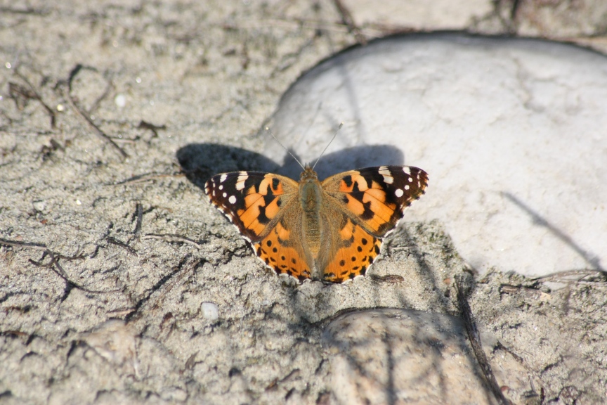 Ninfalidi e Ninfalidi satiridi